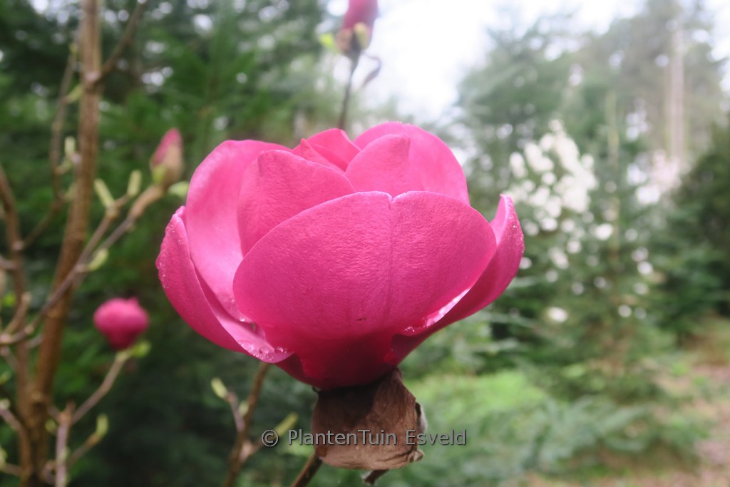 Magnolia ‘Katja Landler’