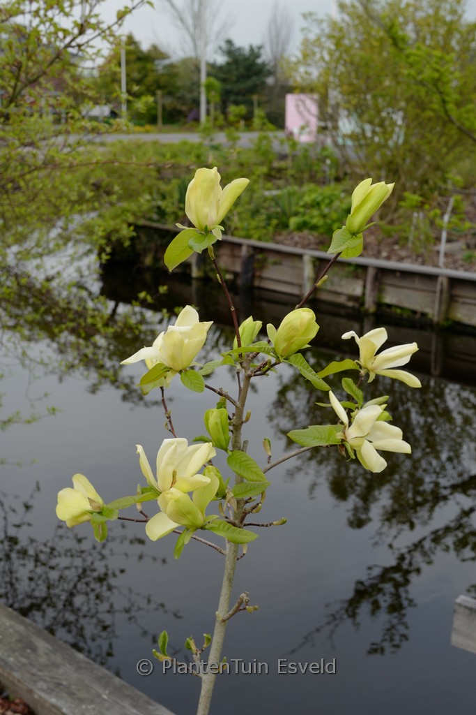 Magnolia ‘Lemon Star’