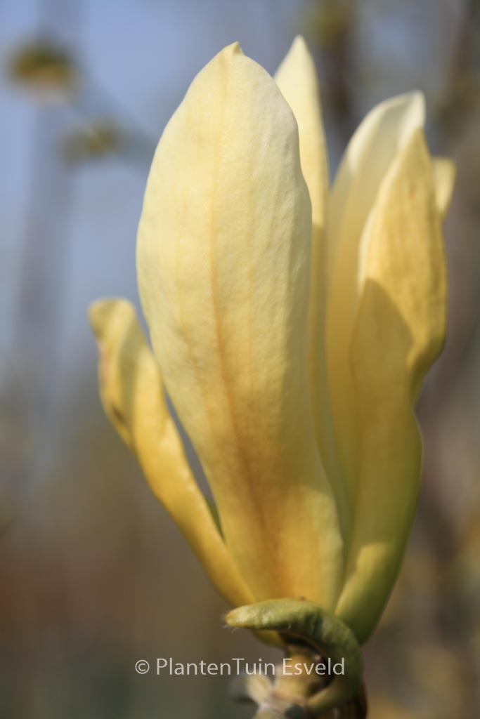 Magnolia ‘Limelight’