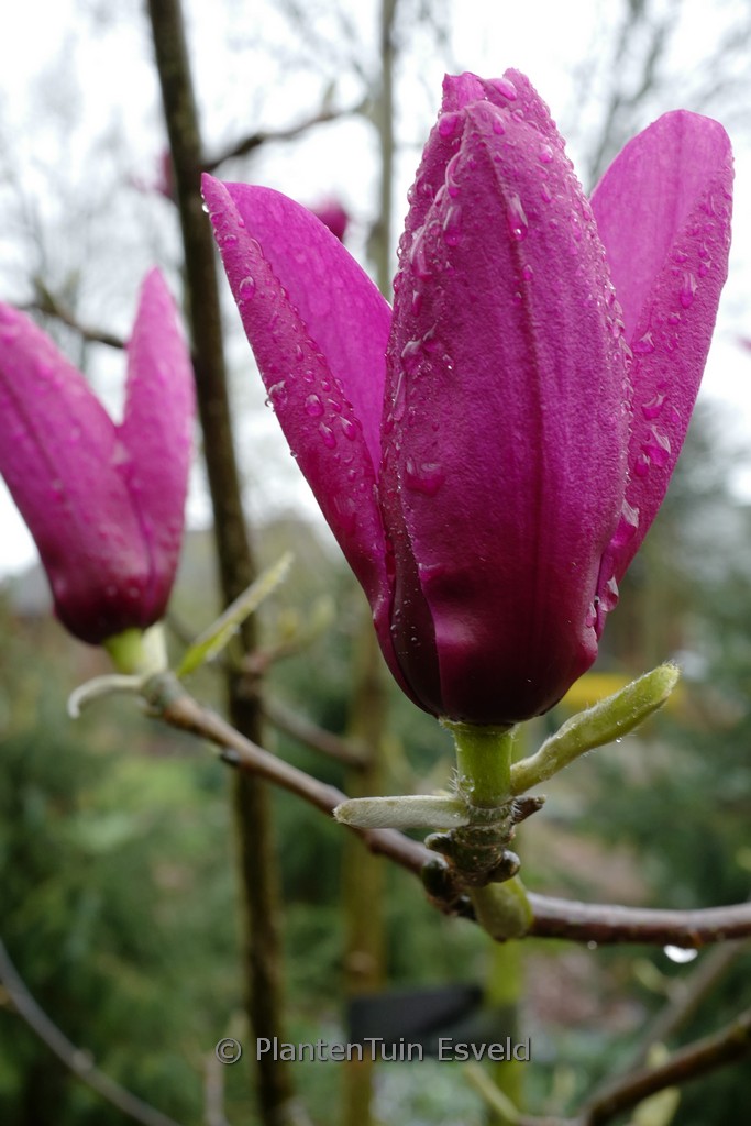 Magnolia ‘Livingstone’