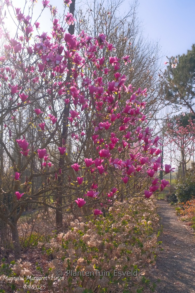 Magnolia ‘Margaret Helen’