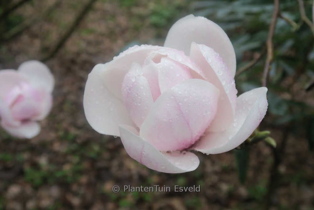 Magnolia ‘Miranja’