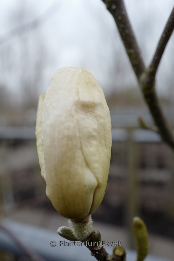 Magnolia ‘Moon Dance’