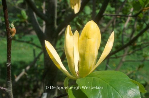 Magnolia ‘Olivia’