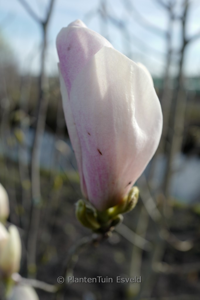 Magnolia ‘Peppermint Ice’