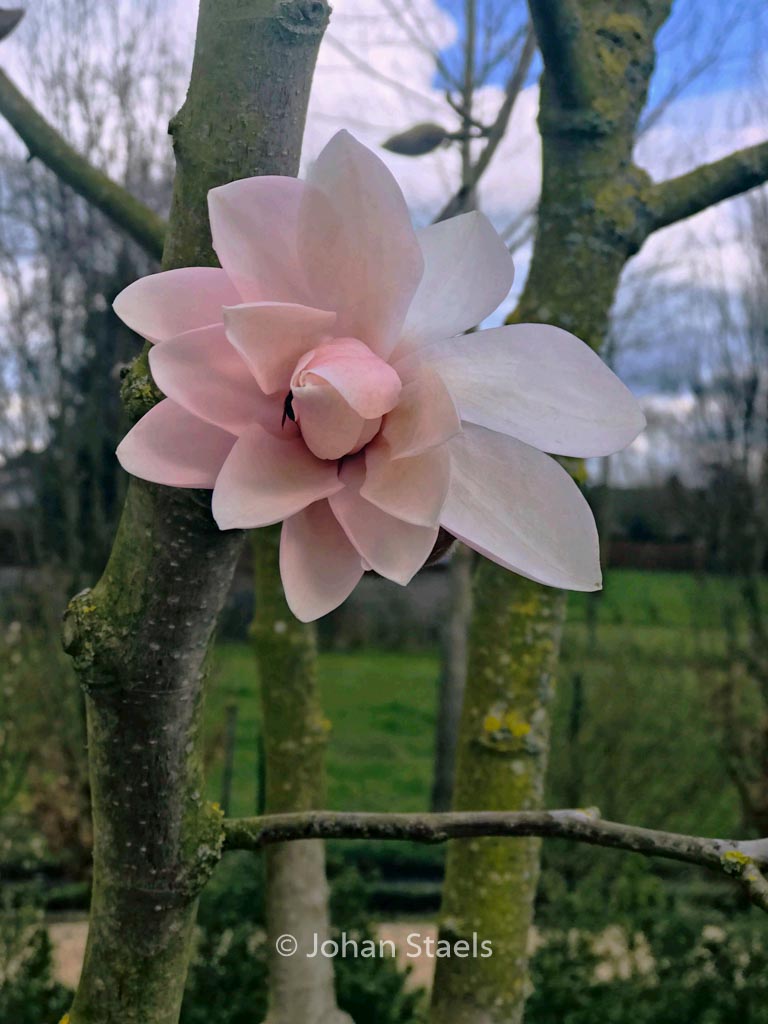 Magnolia ‘Pink Beauty’