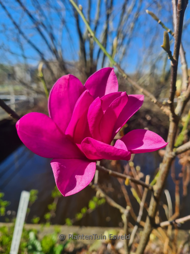 Magnolia ‘Pink Pyramid’