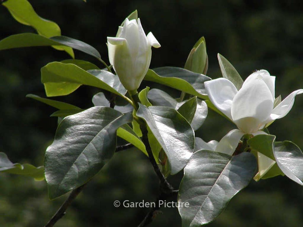 Magnolia ‘Porcelain Dove’