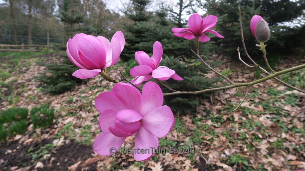 Magnolia ‘Premier Cru’