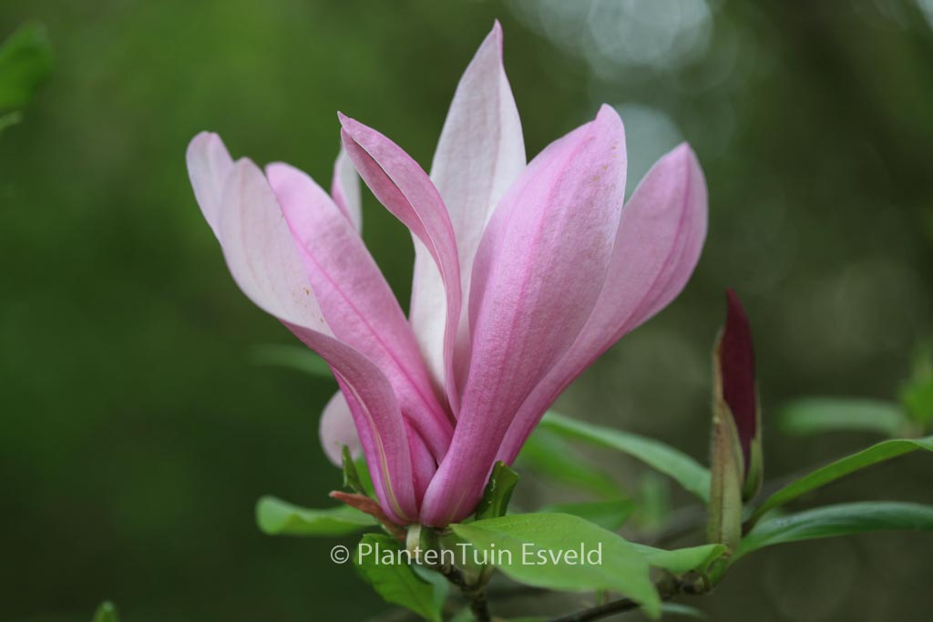 Magnolia ‘Ricki’