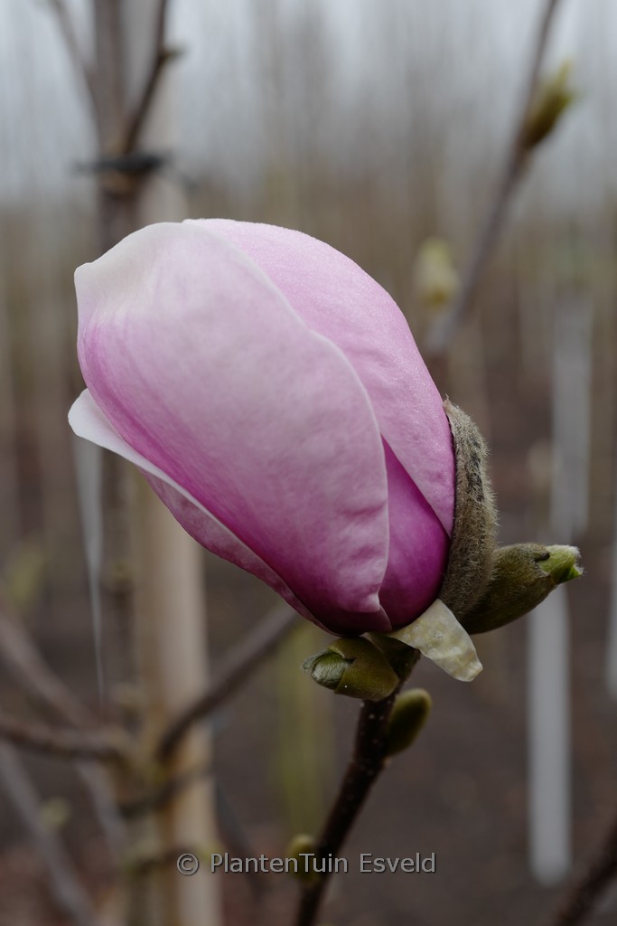 Magnolia ‘Simple Pleasures’