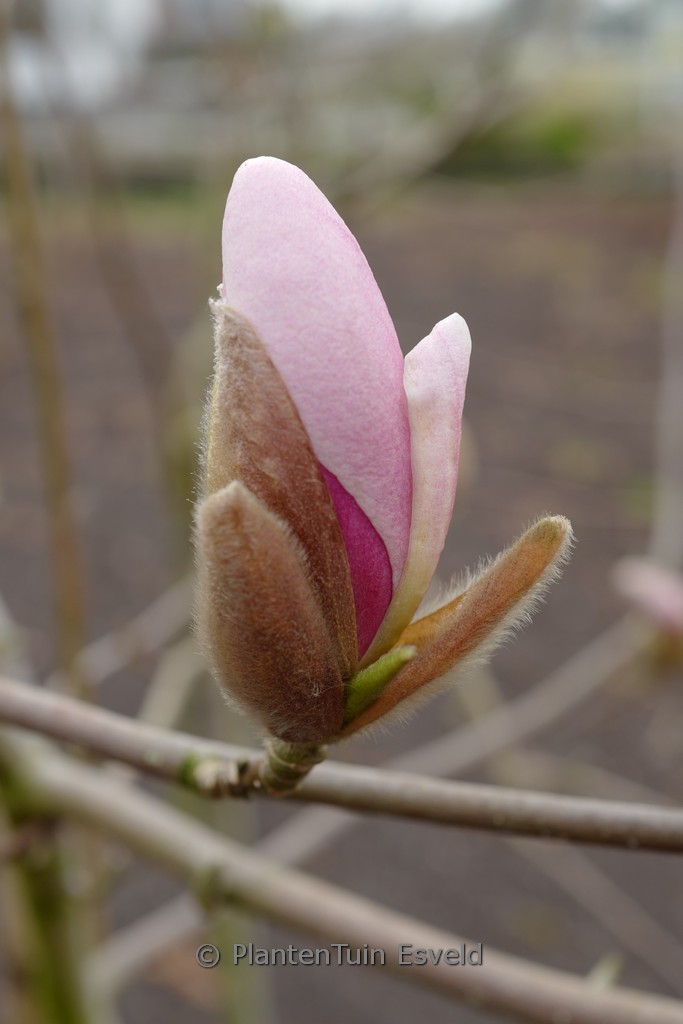 Magnolia ‘Soulcamp’