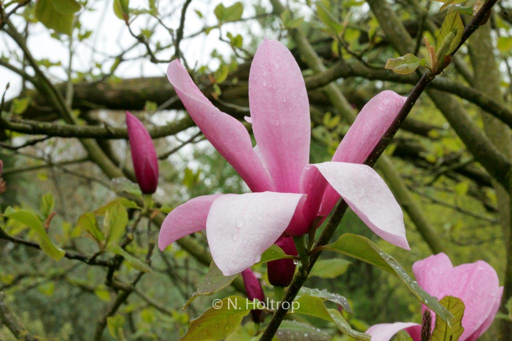 Magnolia ‘Spectrum’