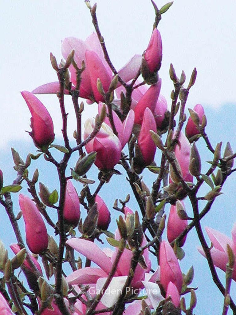 Magnolia ‘Star Wars’