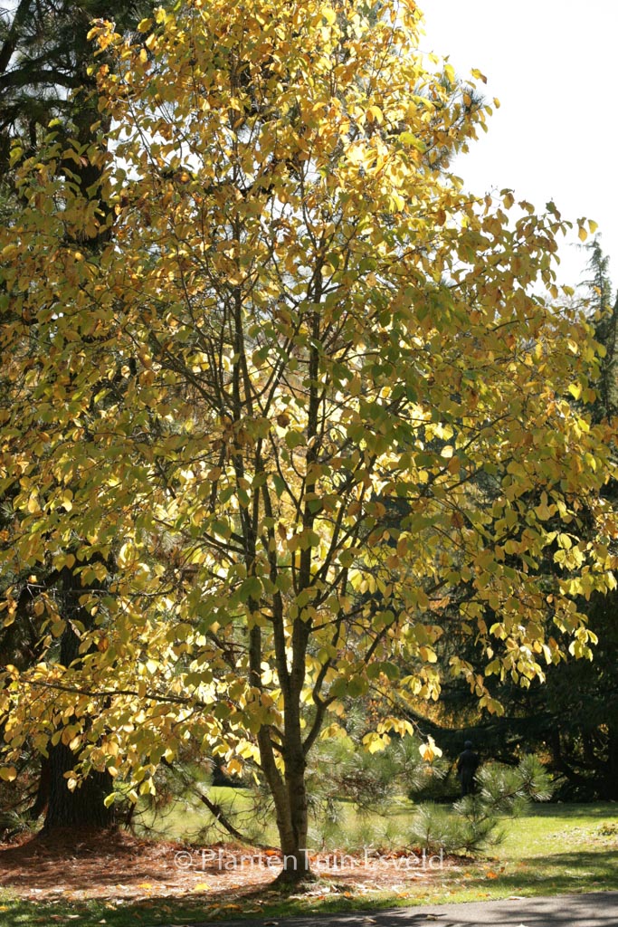 Magnolia ‘Sunray’