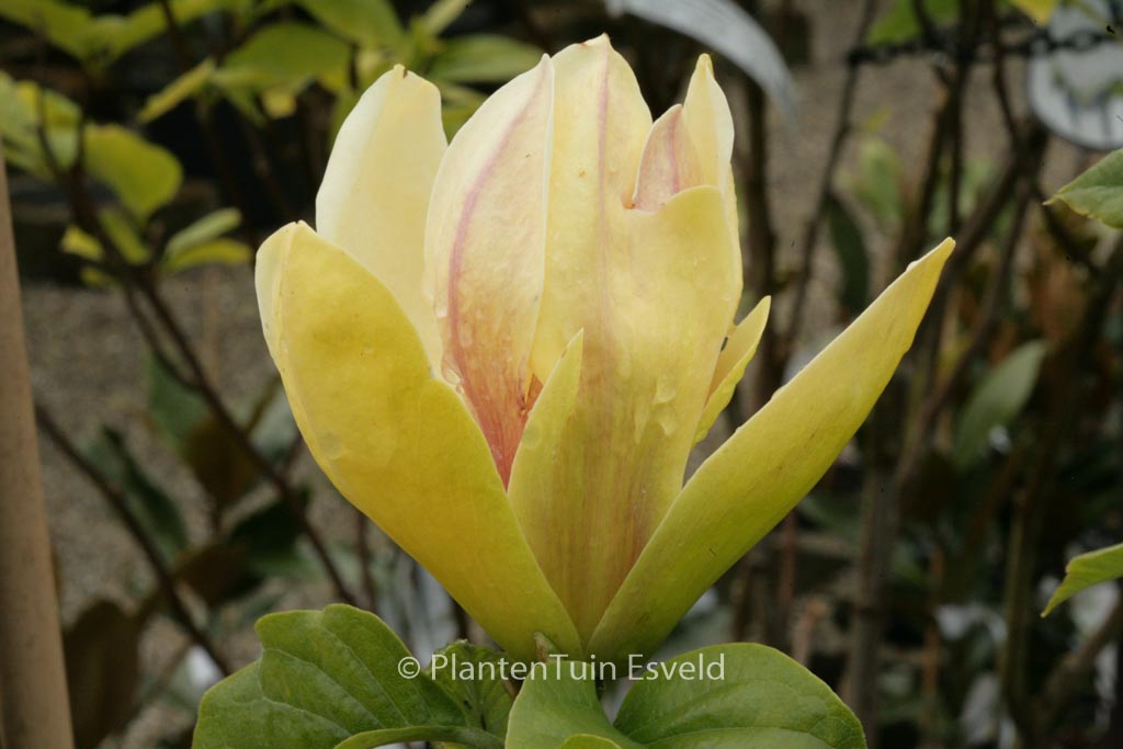 Magnolia ‘Sunsation’