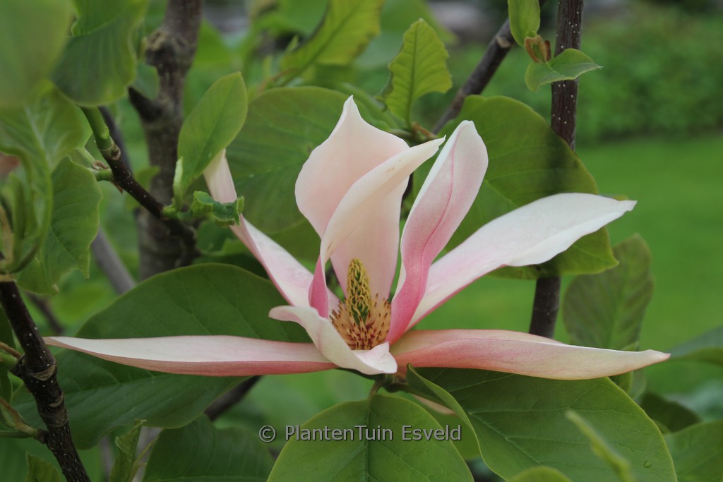 Magnolia ‘Sunset Swirl’