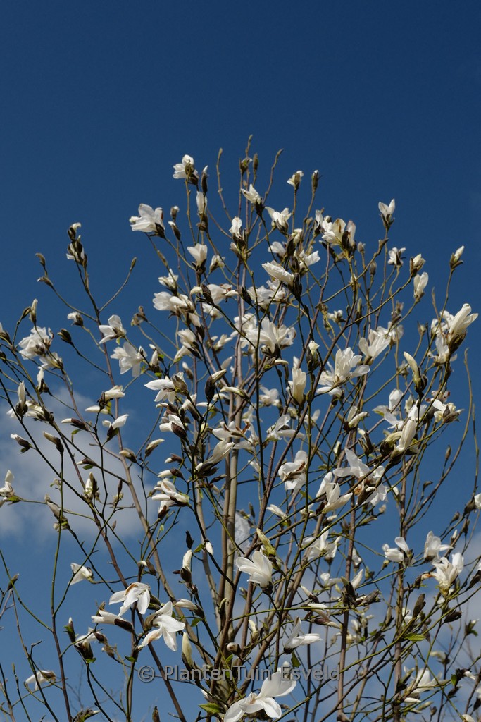 Magnolia ‘Wada’s Memory’