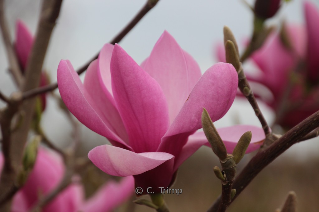 Magnolia ‘Yaeko’