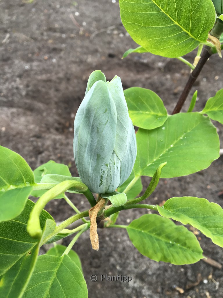 Magnolia acuminata ‘Baby Blue’