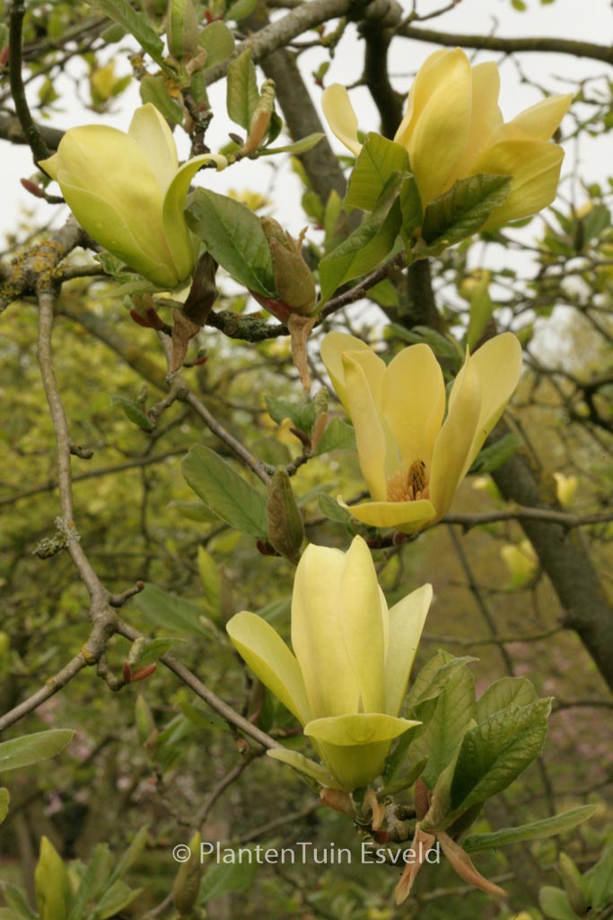 Magnolia brooklynensis ‘Woodsman’ x ‘Gold Star’