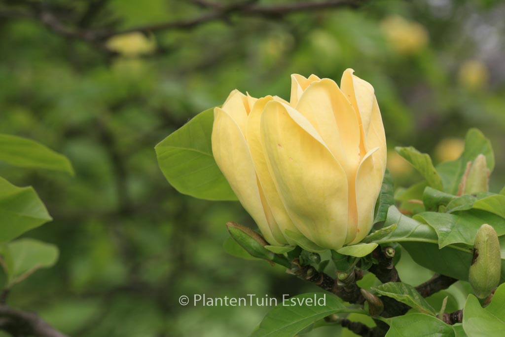 Magnolia brooklynensis ‘Yellow Bird’