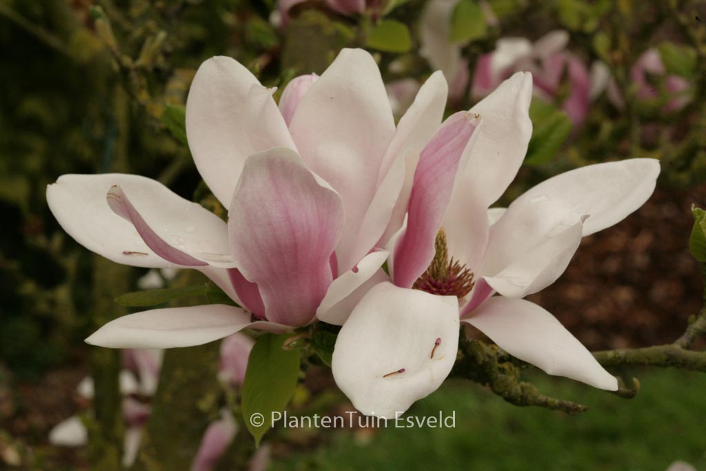Magnolia denudata ‘Dan Xin’ (FRAGRANT CLOUD)