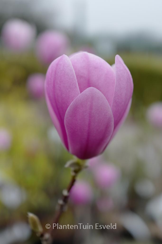 Magnolia denudata ‘Minfor’ (FESTIROSE)