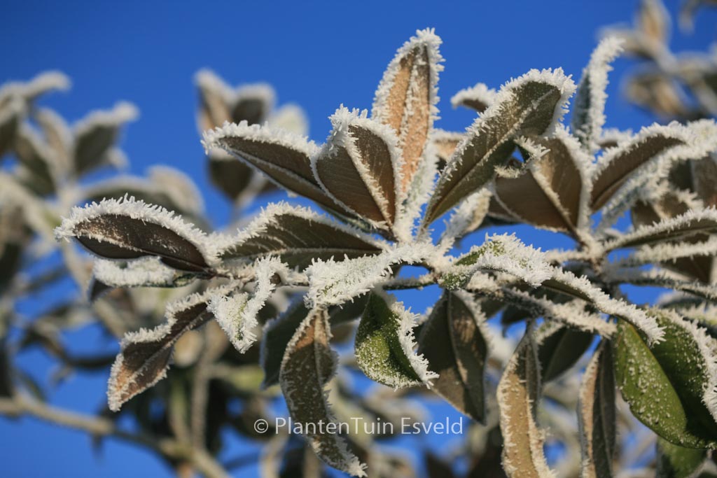 Magnolia grandiflora ‘Esveld’