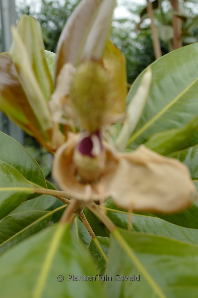 Magnolia grandiflora ‘Ferruginea’
