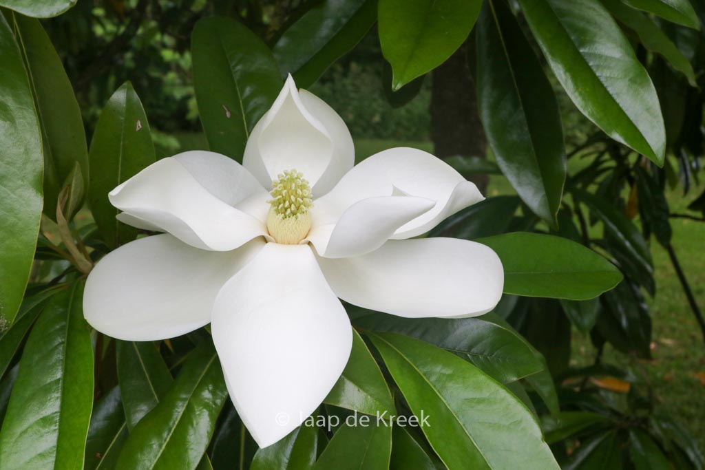 Magnolia grandiflora ‘Galissonniere’