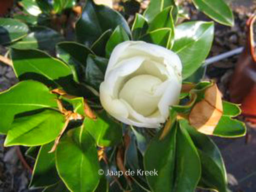 Magnolia grandiflora ‘Kay Parris’