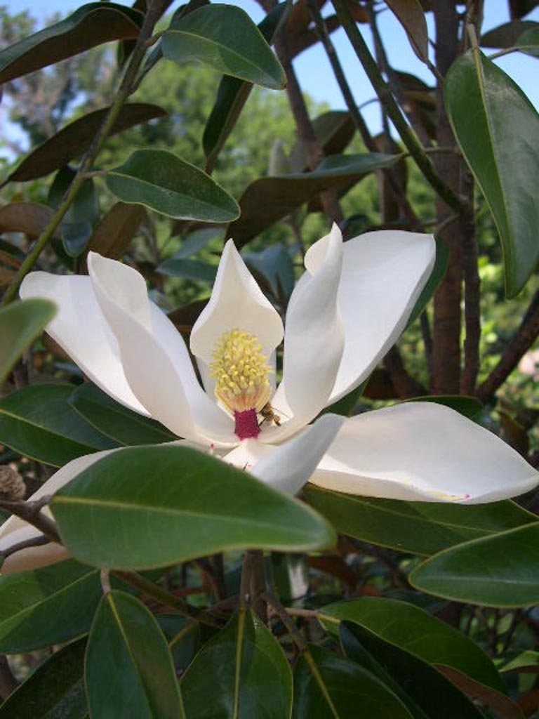 Magnolia grandiflora ‘TMGH’ (ALTA)