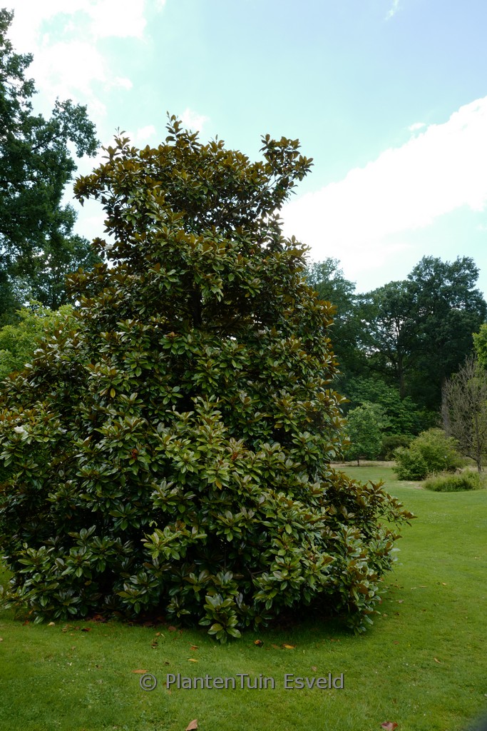 Magnolia grandiflora