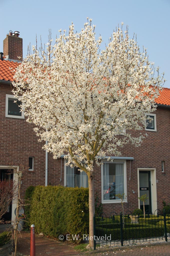 Magnolia kobus ‘Esveld Select’