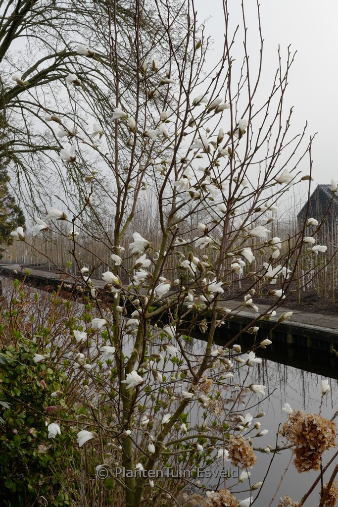 Magnolia kobus ‘Maraczi’ (ISIS)
