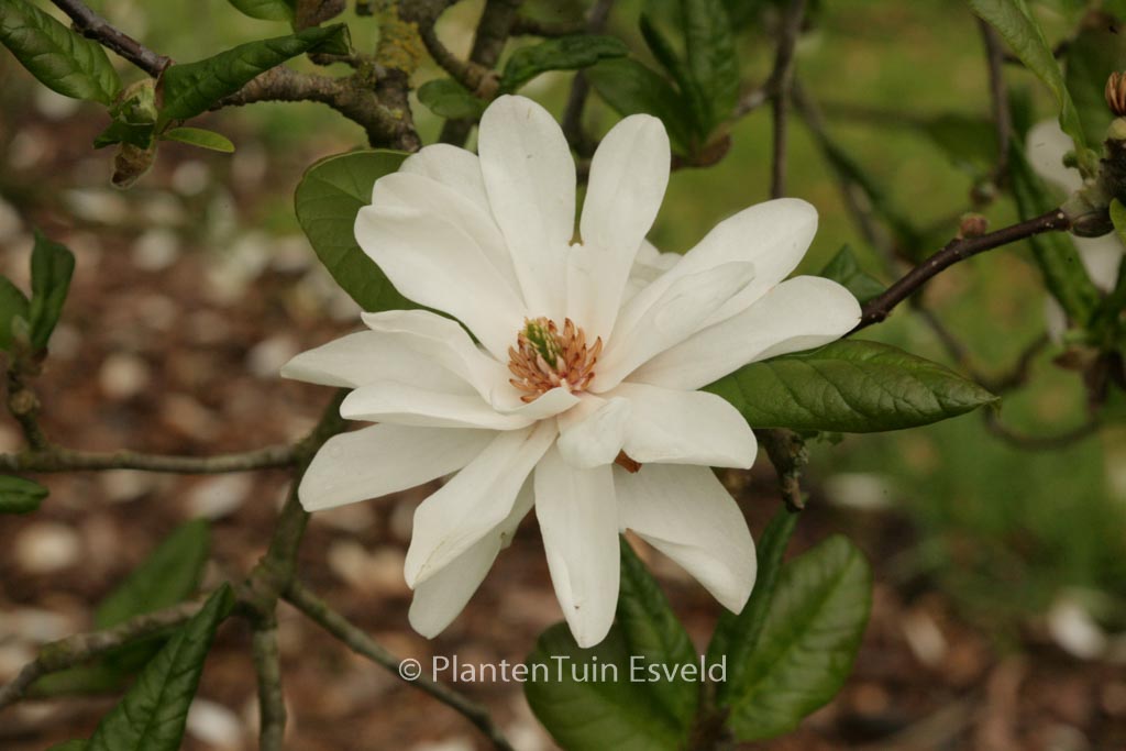 Magnolia loebneri ‘Mag’s Pirouette’