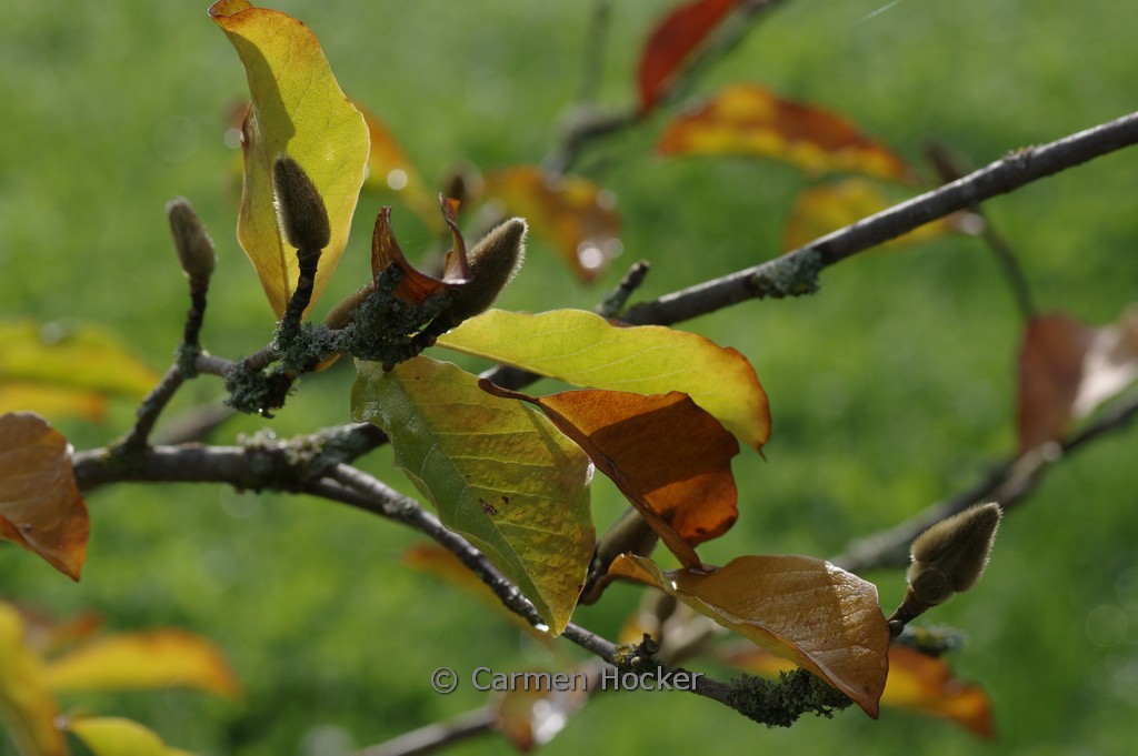 Magnolia loebneri ‘Merrill’