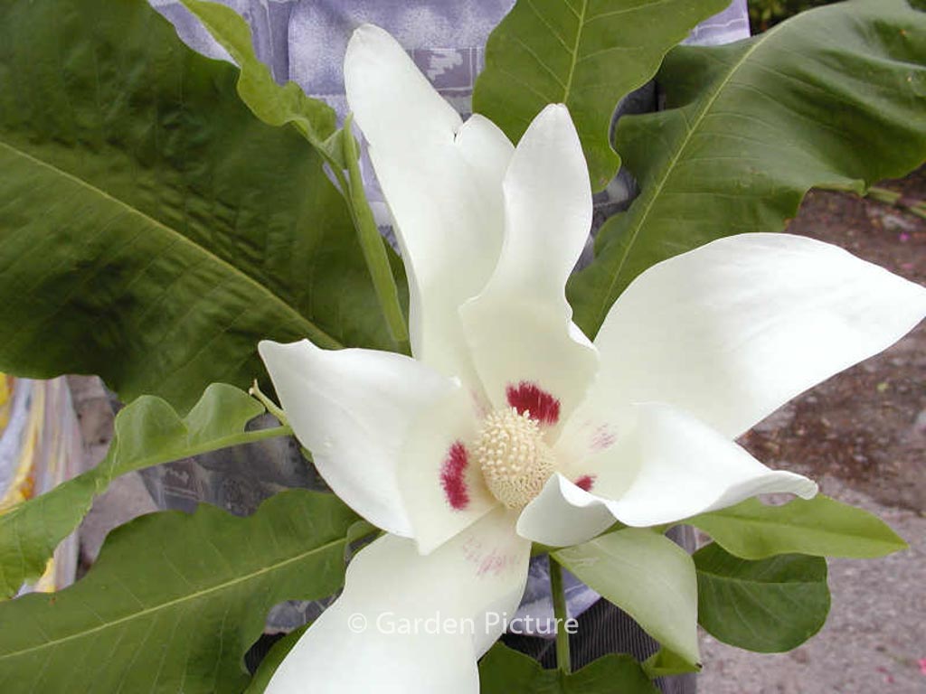 Magnolia macrophylla ssp. ashei