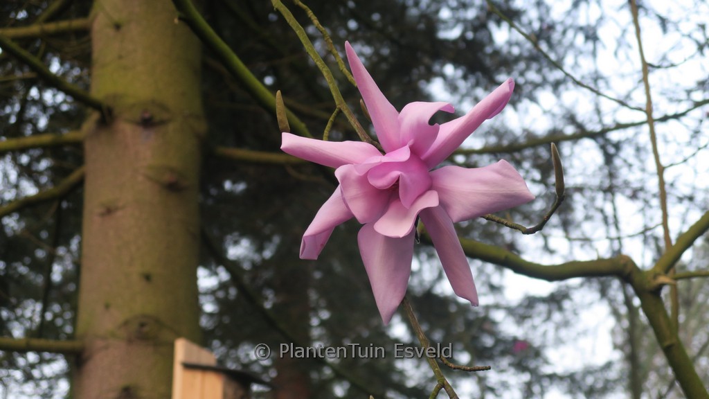 Magnolia sargentiana ‘Blood Moon’