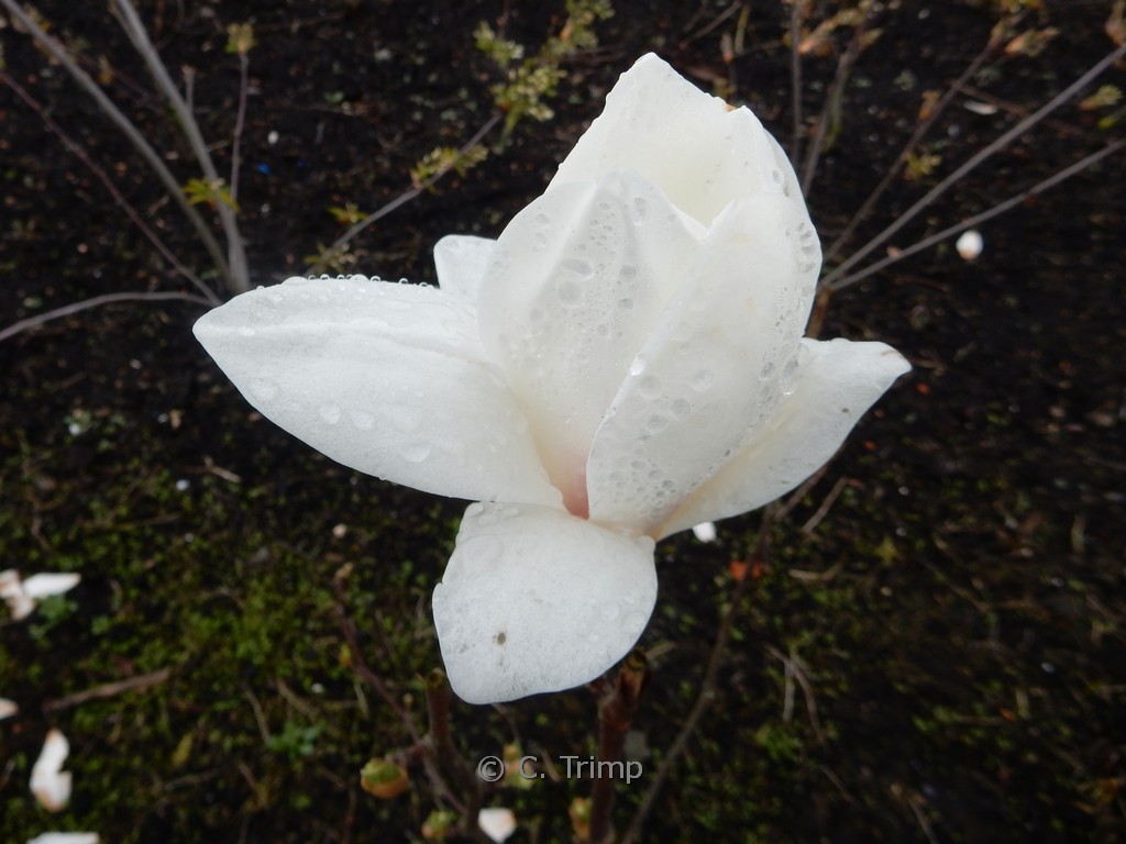 Magnolia soulangeana ‘Alba Superba’
