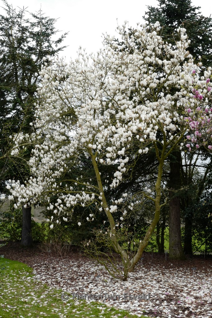 Magnolia soulangeana ‘Lennei Alba’