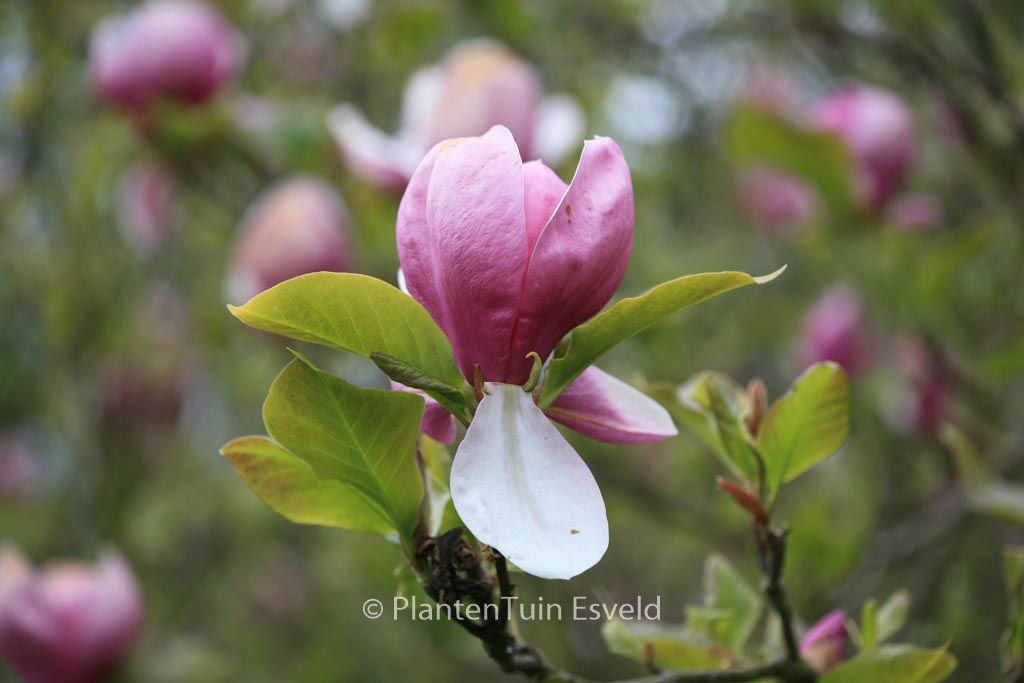 Magnolia soulangeana ‘Lennei’