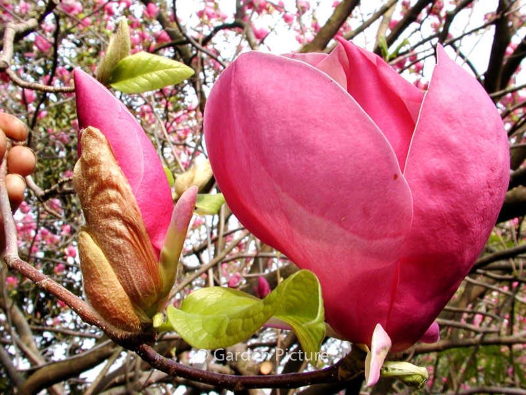 Magnolia soulangeana ‘Rustica Rubra’