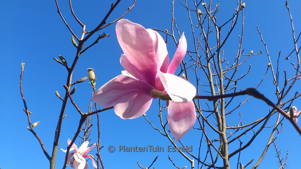 Magnolia sprengeri ‘Diva Köln’