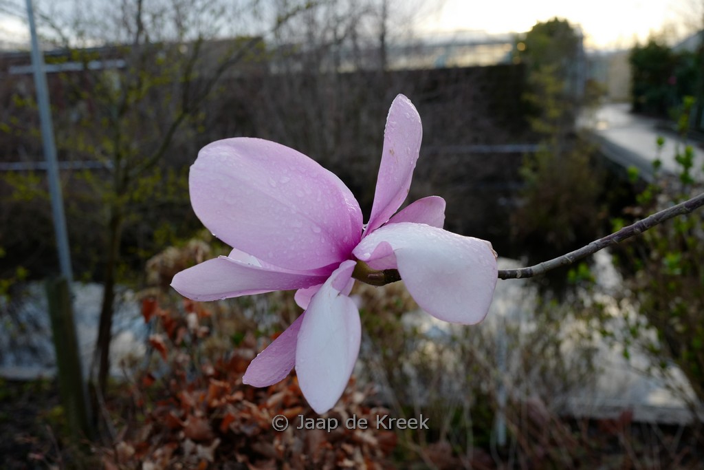 Magnolia sprengeri ‘Marwood Spring’
