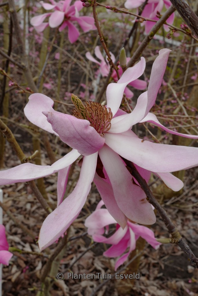 Magnolia sprengeri ‘Pink Floyd’