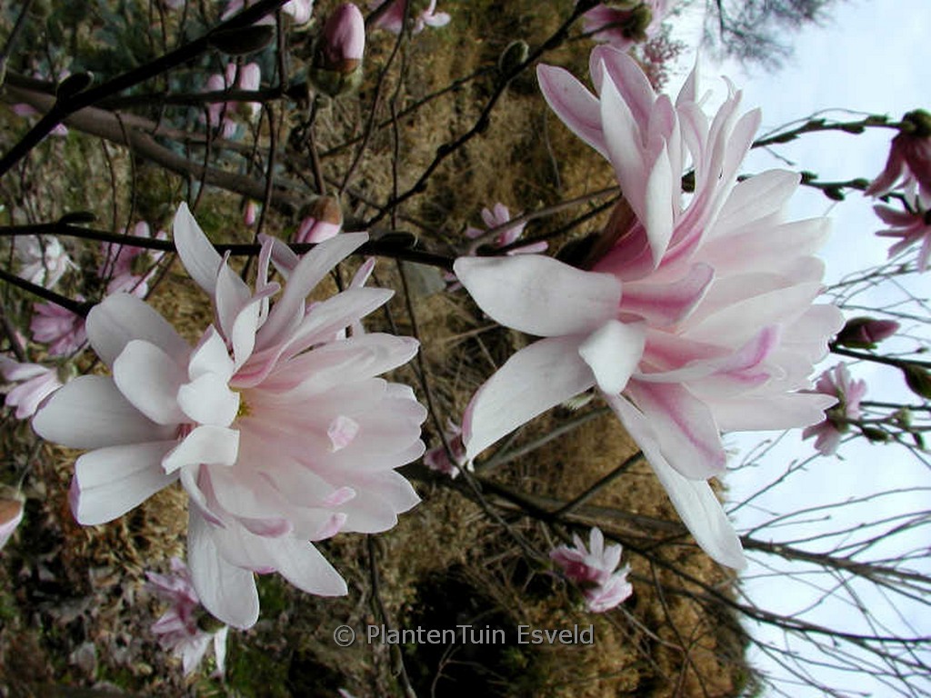 Magnolia stellata ‘Pink Perfection’