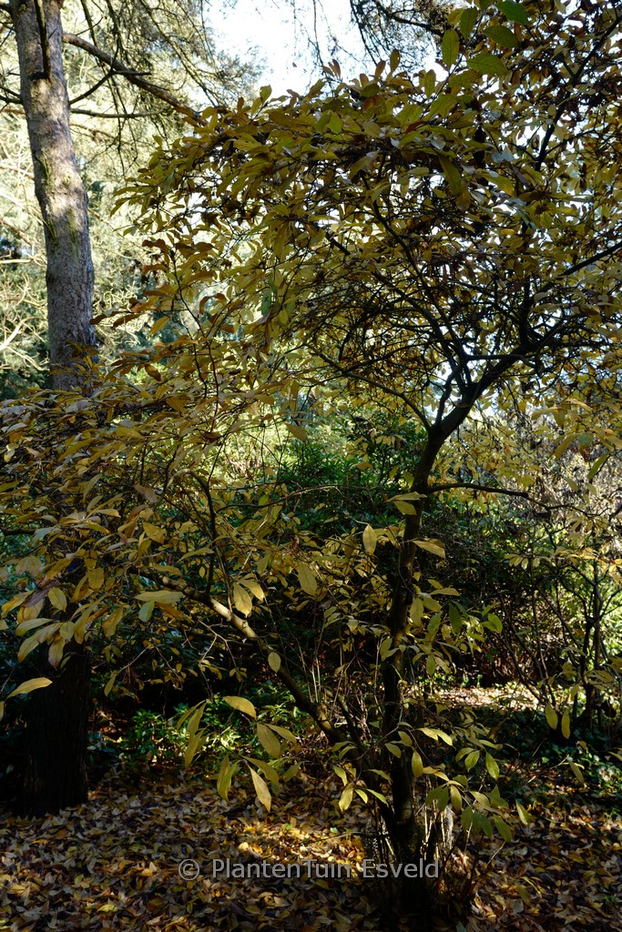 Magnolia stellata ‘Waterlily’