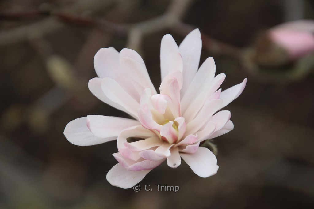 Magnolia stellata var. keiskei